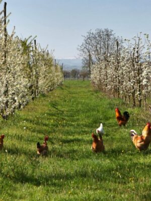 The Chickens For Cover Crops Committee. David Silverman/Getty Images