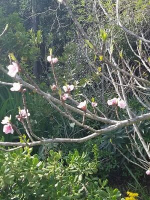 The best way to grow food in a city like ours is through food forest landscaping; here, a nectarine flowers next to citrus. | Credit: Brad Smith