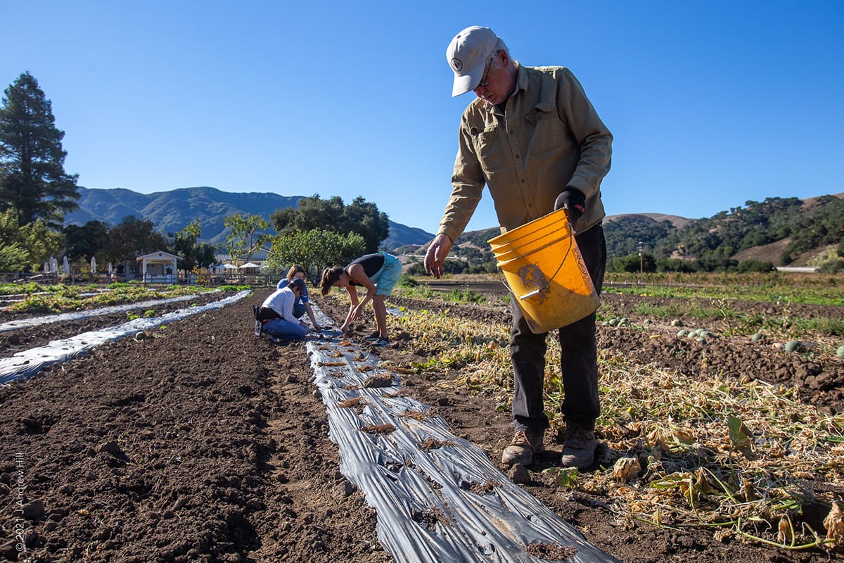 Farmer Tom Shepherd of Shepherd Farms and Folded Hills Farmstead planting strawberries. CREDIT: Andrew Hill / PHAROS CREATIVE