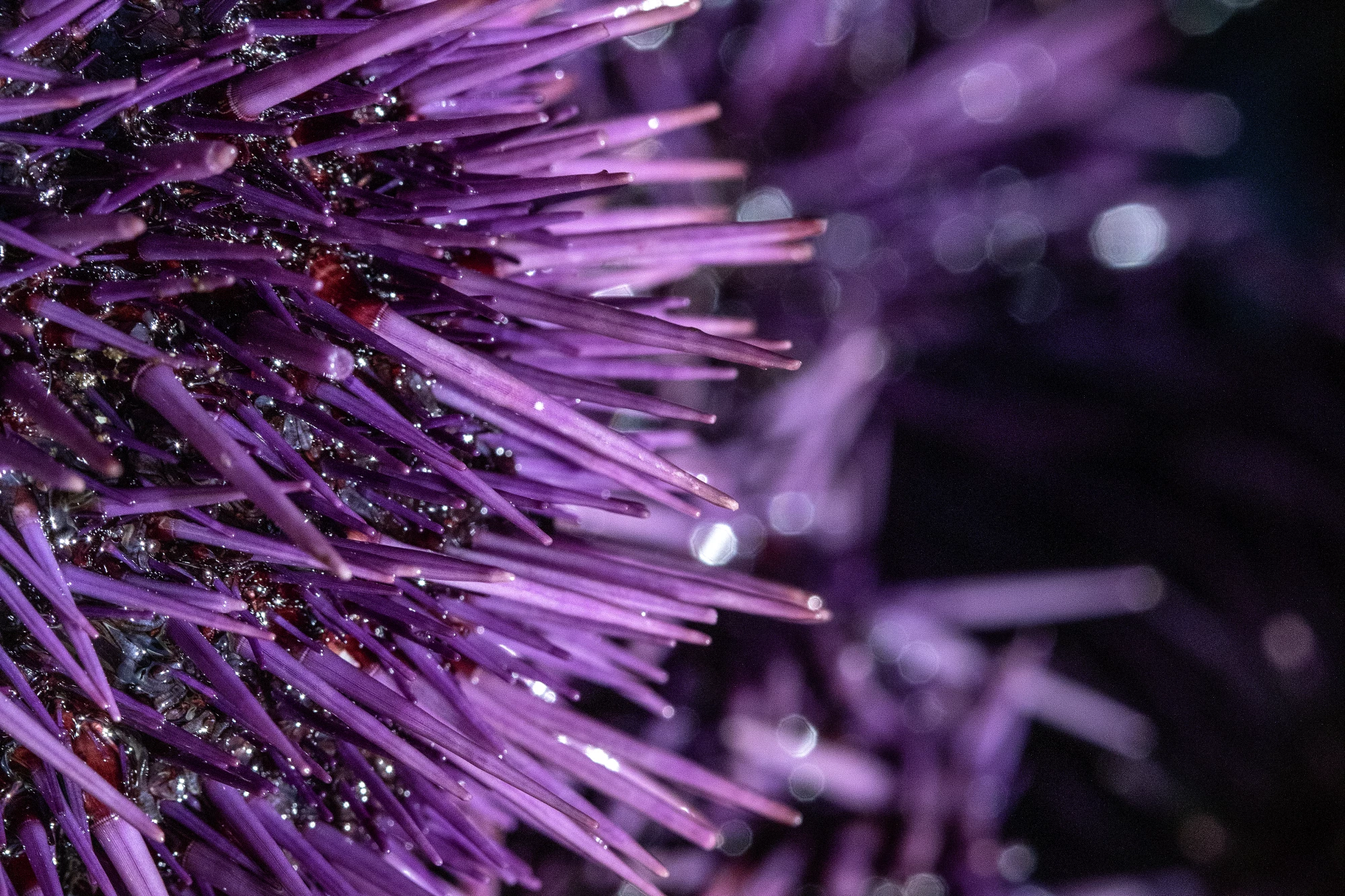 From plague to delicacy — reconsidering the purple sea urchin