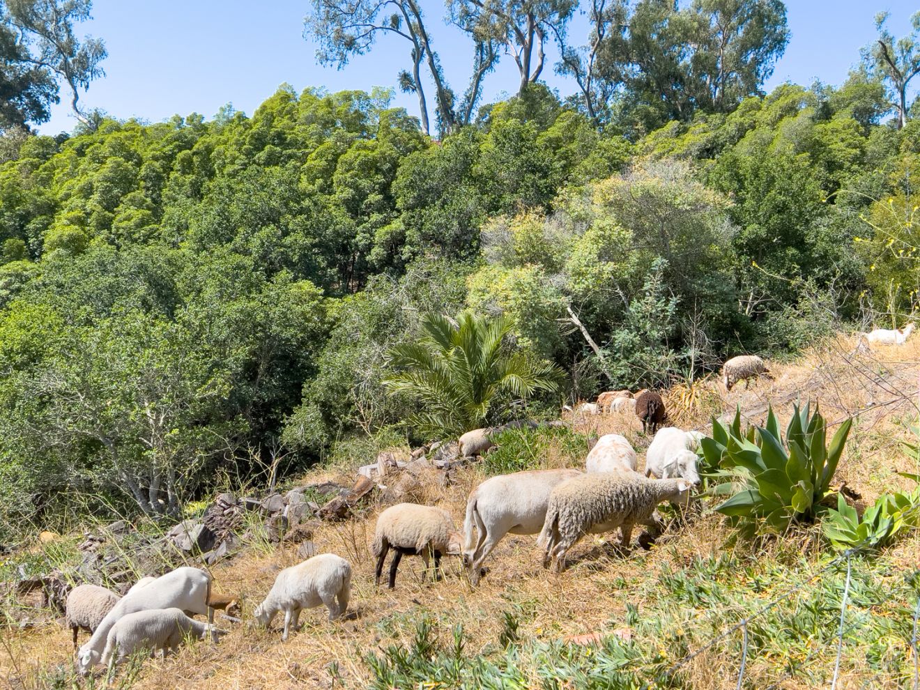Ray Ford: Santa Barbara Neighborhoods Use Goats, Sheep to Power Wildfire Mitigation