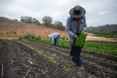 While one farmer lays out seedlings down the rows, another is busy planting them by hand.