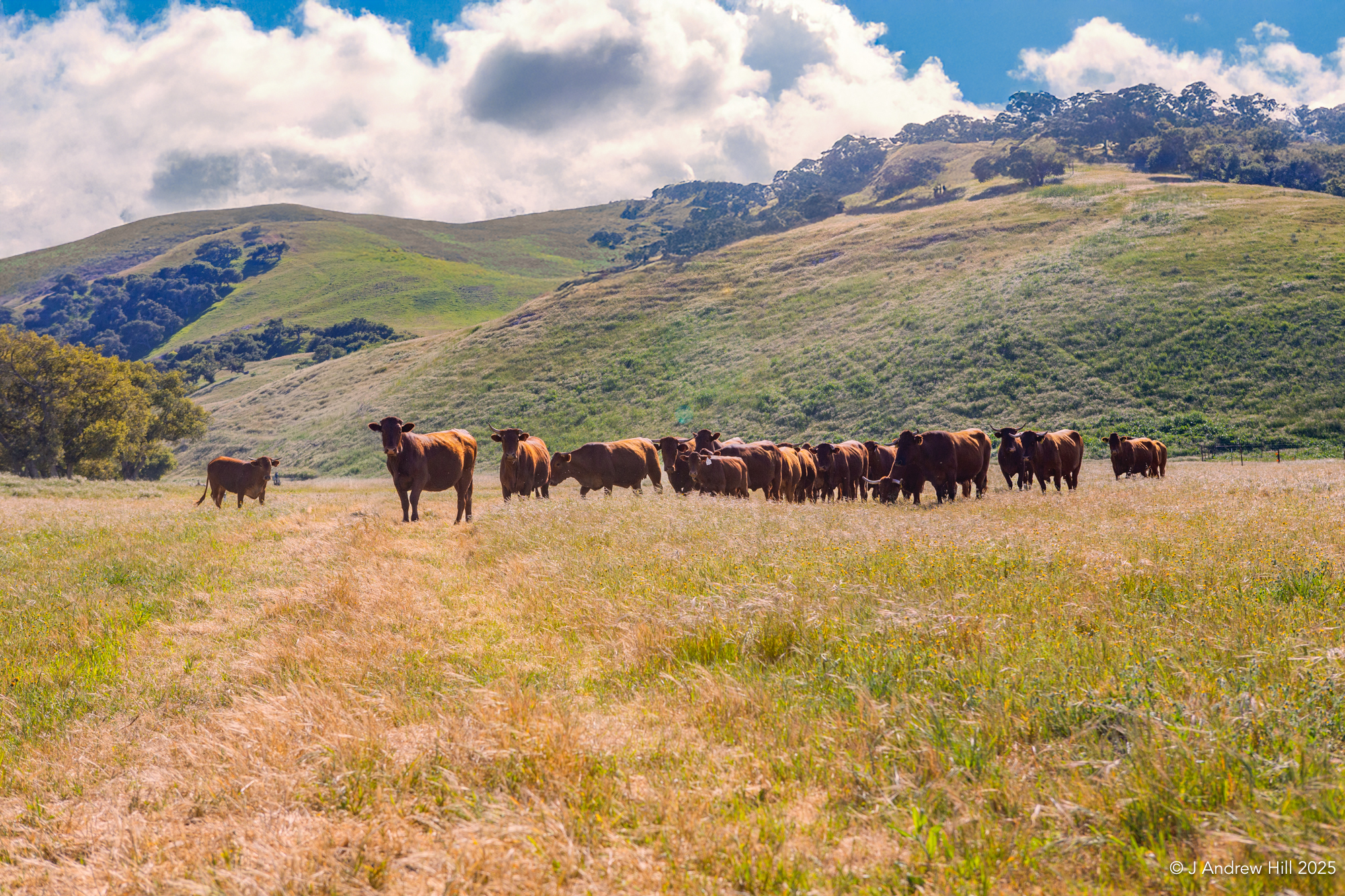 A Self-Sustaining, Not for Profit Meat Processing Hub